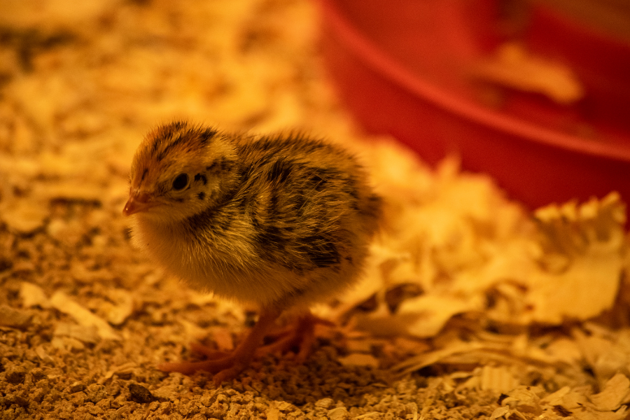 chick-feeding-guide-what-to-feed-baby-chicks-the-pioneer-chicks